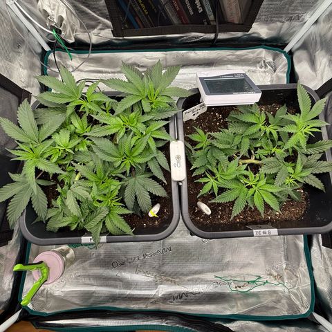 Permanent Marker growlog photo: 9:00