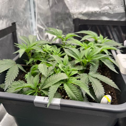 Permanent Marker growlog photo: 9:00