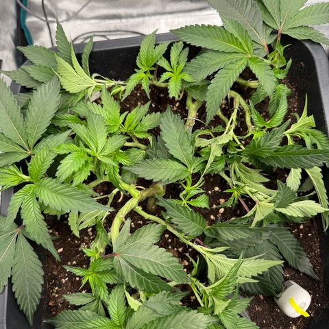Permanent Marker growlog photo: 9:00