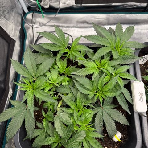 Permanent Marker growlog photo: 9:00