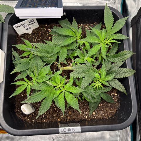 Dante‘s Inferno #8 growlog photo: 9:00