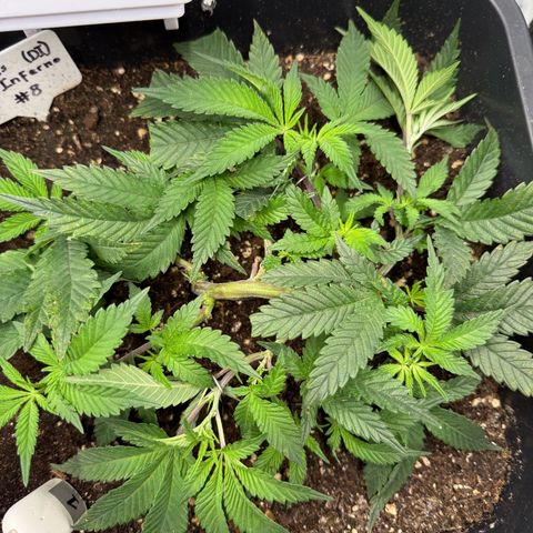 Dante‘s Inferno #8 growlog photo: 9:00