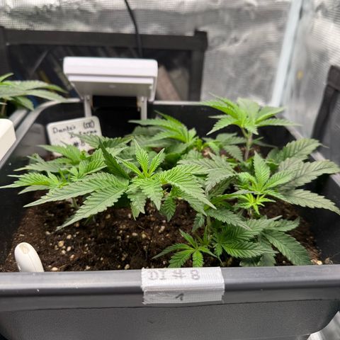 Dante‘s Inferno #8 growlog photo: 9:00