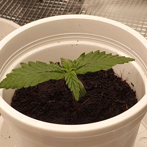 Claudia growlog timeline photo
