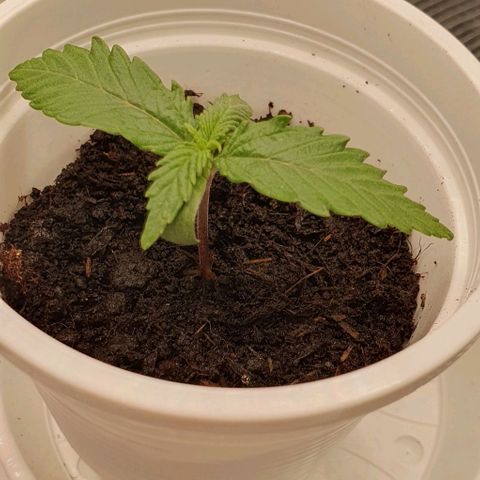 Claudia growlog timeline photo
