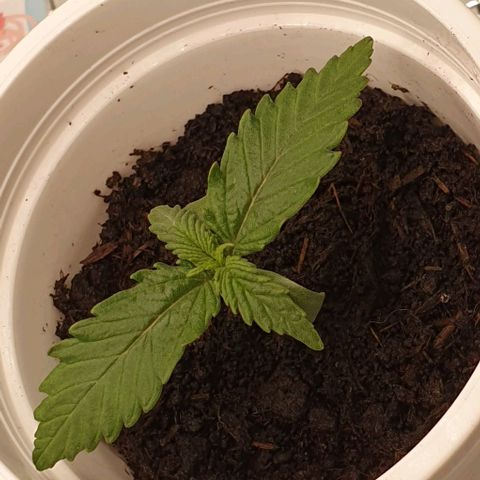 Claudia growlog timeline photo