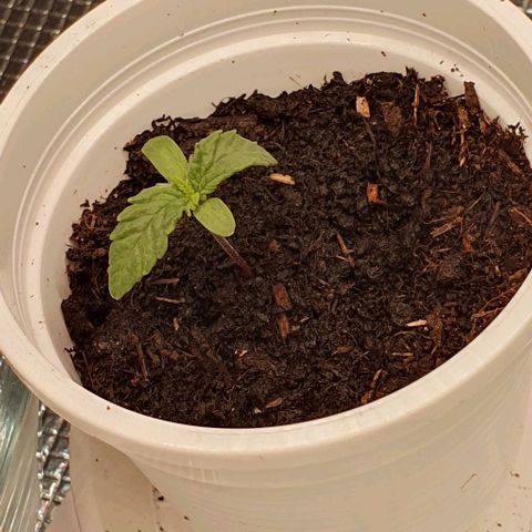Heidi growlog timeline photo