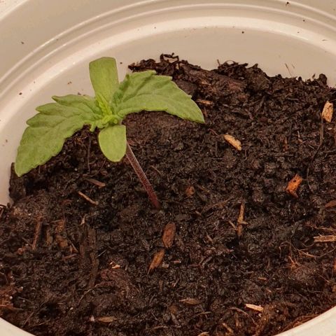 Heidi growlog timeline photo