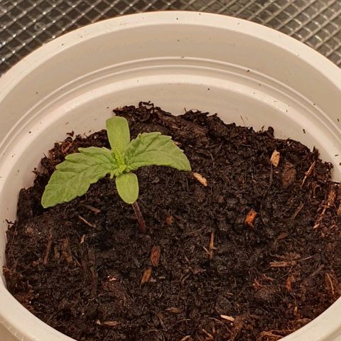 Heidi growlog timeline photo