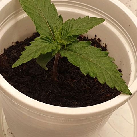 Claudia growlog timeline photo