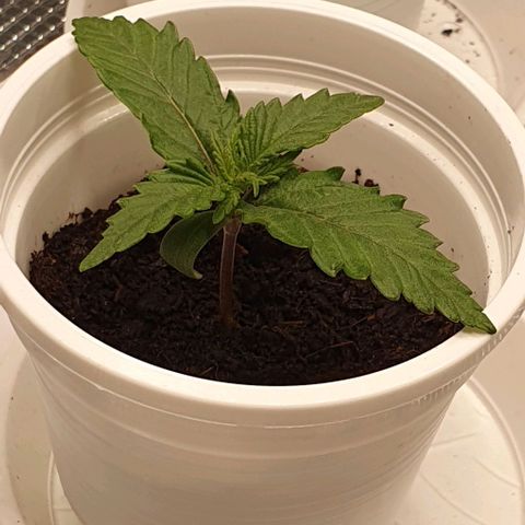 Claudia growlog timeline photo