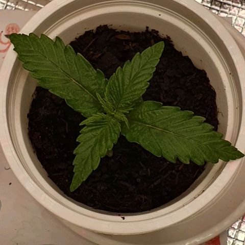 Claudia growlog timeline photo