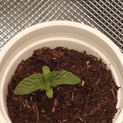 Heidi growlog timeline photo