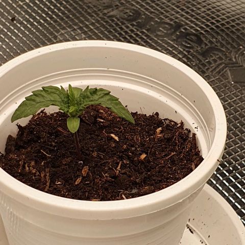 Heidi growlog timeline photo