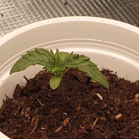 Heidi growlog timeline photo