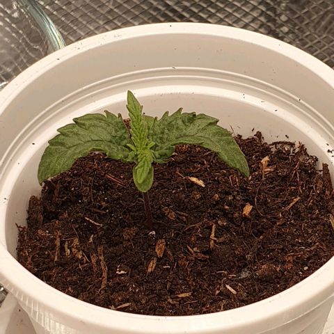 Heidi growlog timeline photo