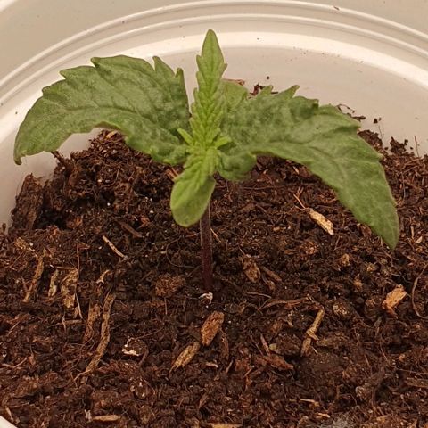 Heidi growlog timeline photo