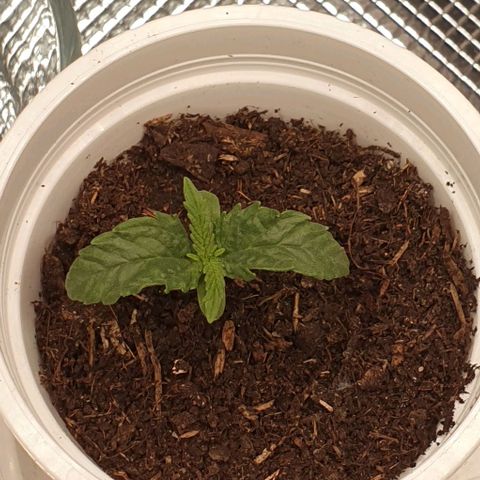 Heidi growlog timeline photo
