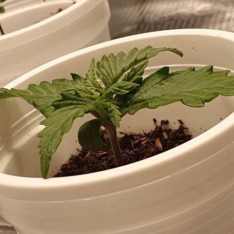 Claudia growlog timeline photo