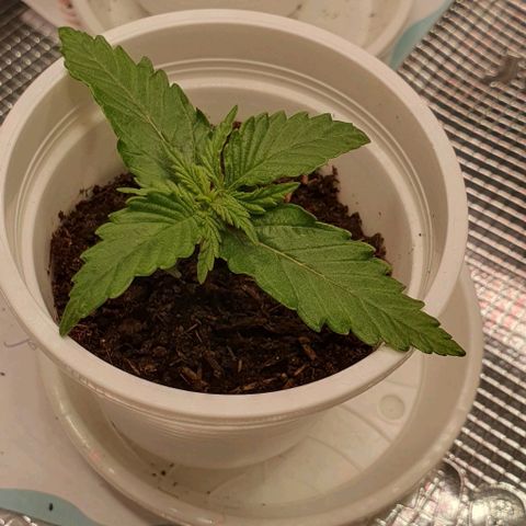 Claudia growlog timeline photo