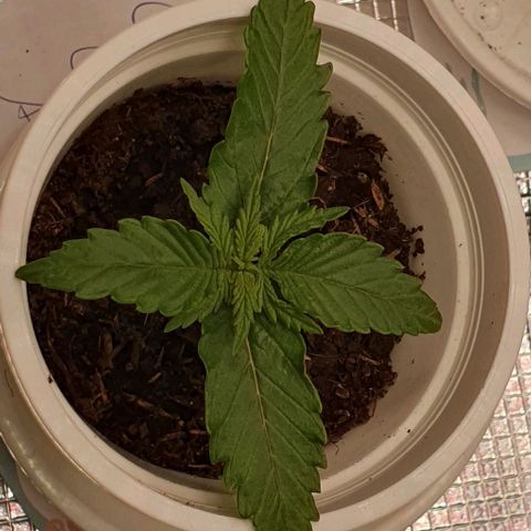 Claudia growlog timeline photo