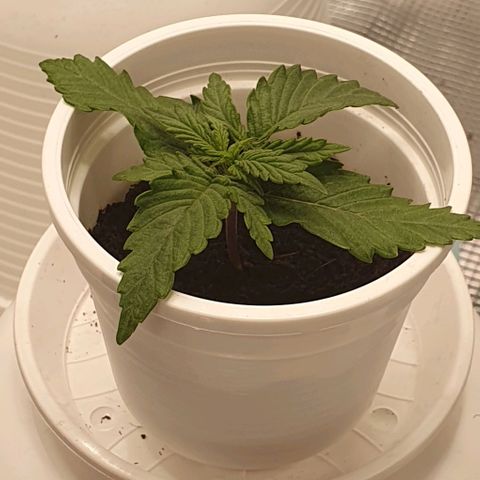 Claudia growlog timeline photo