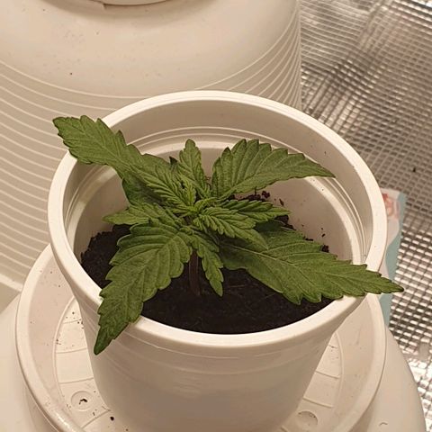 Claudia growlog timeline photo