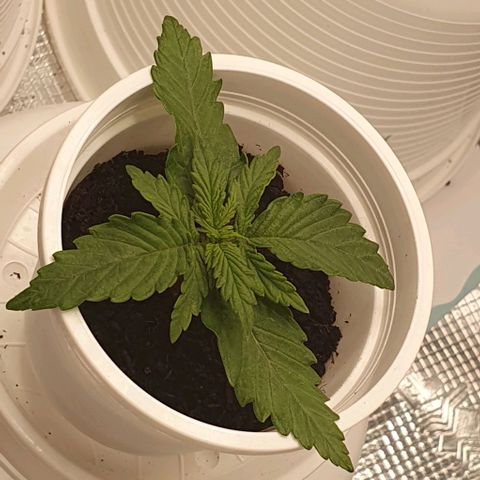 Claudia growlog timeline photo