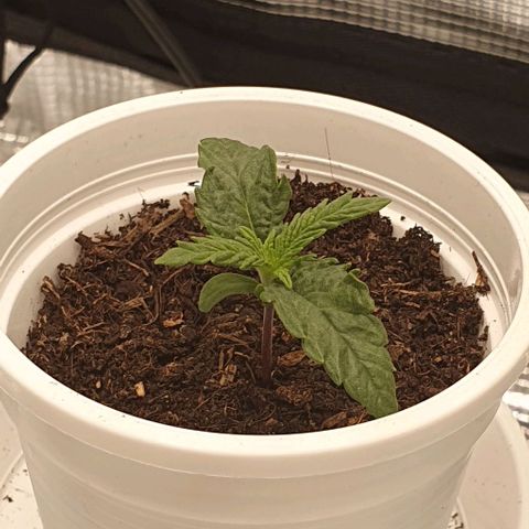 Heidi growlog timeline photo