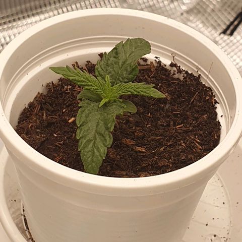 Heidi growlog timeline photo