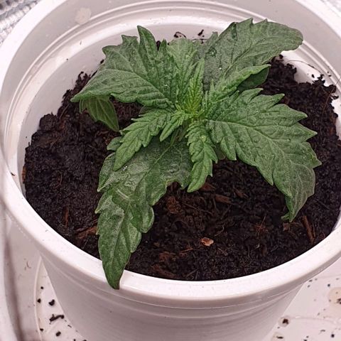 Heidi growlog timeline photo
