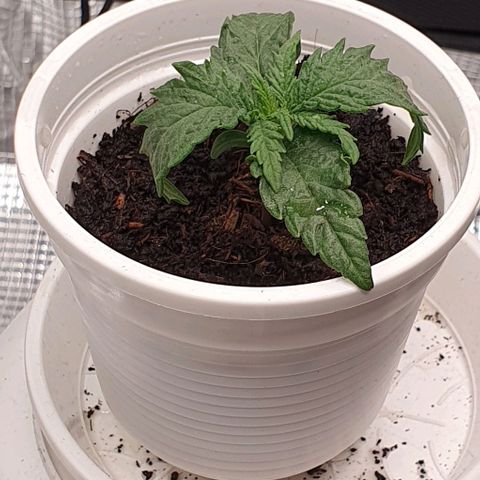 Heidi growlog timeline photo