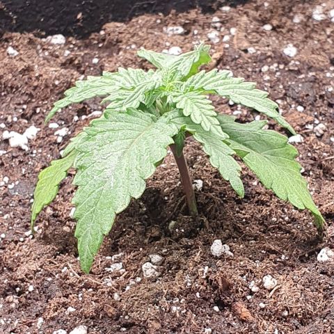 Claudia growlog timeline photo