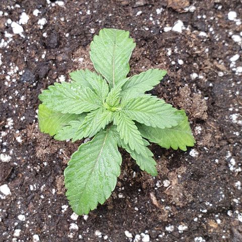 Claudia growlog timeline photo
