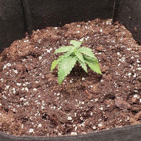Claudia growlog timeline photo