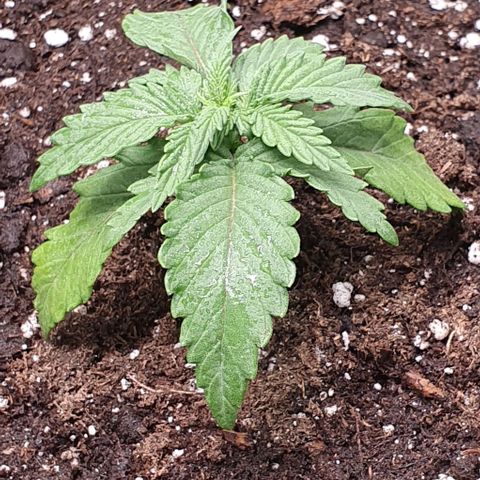 Claudia growlog timeline photo