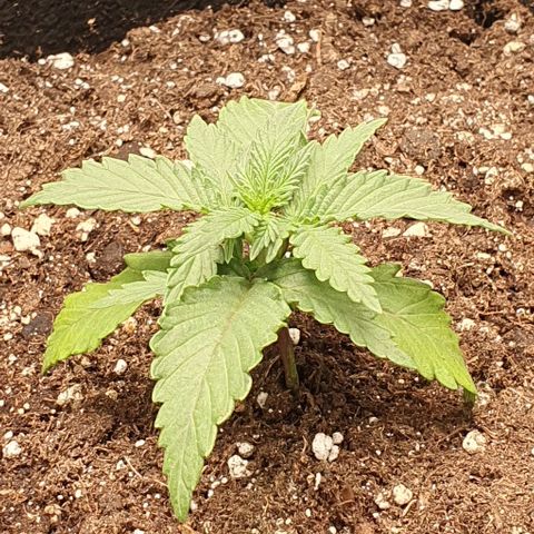 Claudia growlog timeline photo