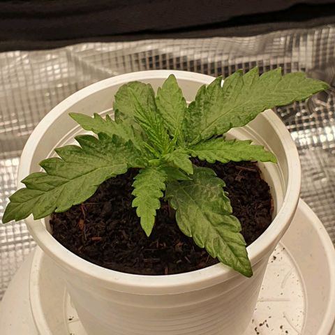 Heidi growlog timeline photo