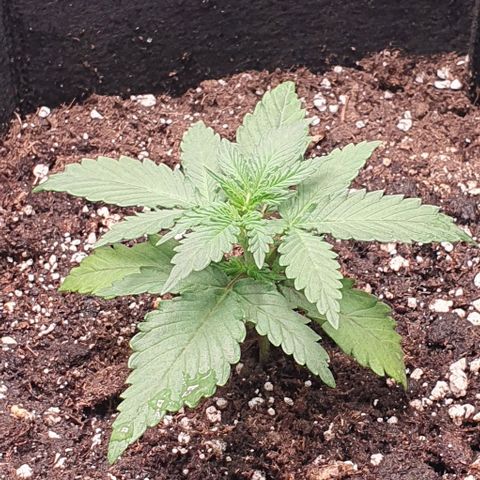 Claudia growlog timeline photo
