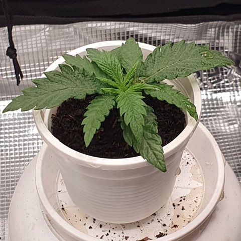 Heidi growlog timeline photo