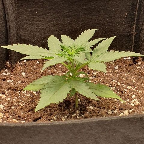 Claudia growlog timeline photo
