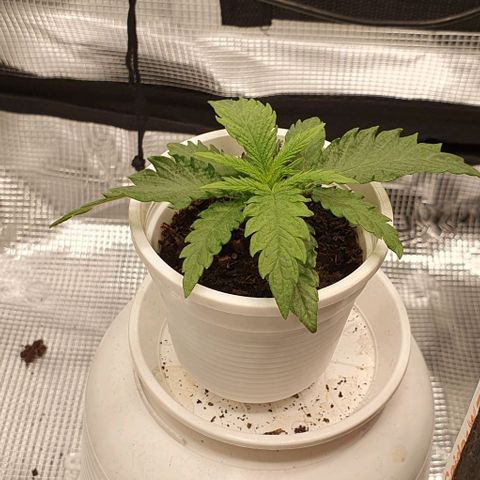 Heidi growlog timeline photo