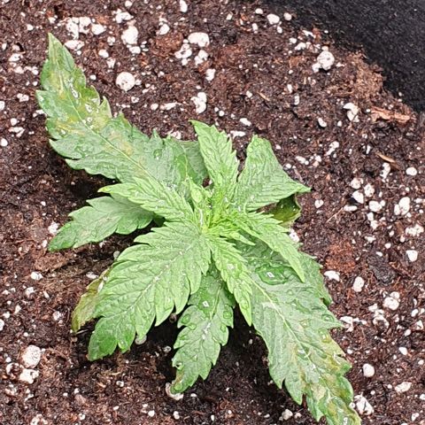Heidi growlog timeline photo