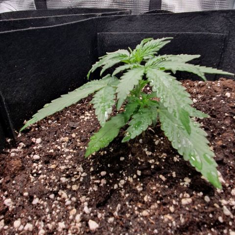 Claudia growlog timeline photo
