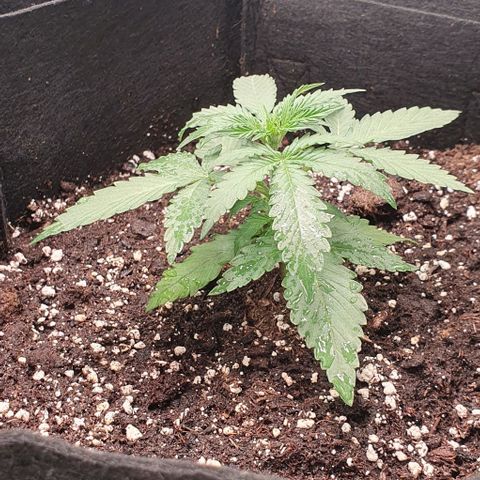Claudia growlog timeline photo