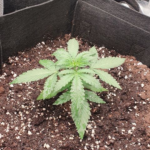 Claudia growlog timeline photo