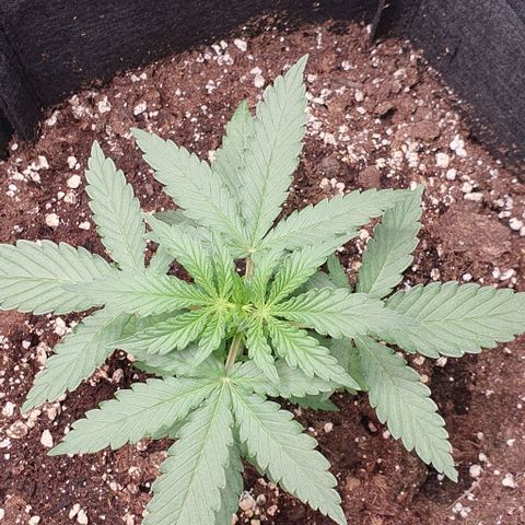 Claudia growlog timeline photo