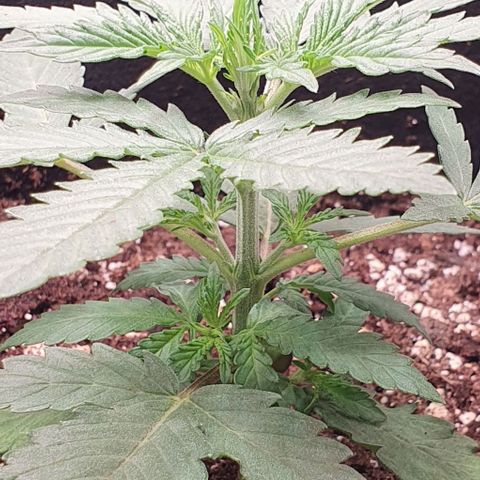 Claudia growlog timeline photo