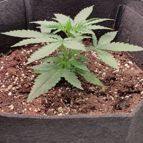 Claudia growlog timeline photo