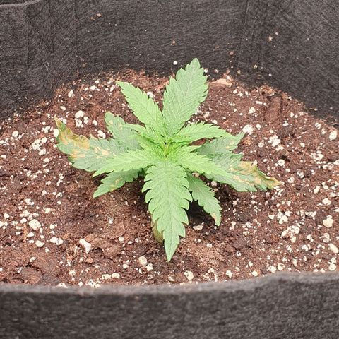 Heidi growlog timeline photo